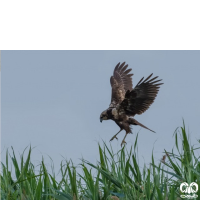 گونه سنقر تالابی Western Marsh Harrier